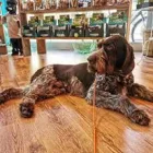 Immagine 5 azienda MI FIDO PET Shopping e acquisti in Vicenza