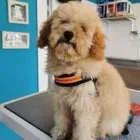 Immagine 6 azienda MI FIDO PET Shopping e acquisti in Vicenza