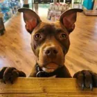 Immagine 7 azienda MI FIDO PET Shopping e acquisti in Vicenza