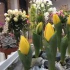 Immagine 2 azienda MILLEFIORI ALBANO Shopping e acquisti in Albano Laziale RM