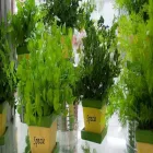 Immagine 1 azienda MIRTO INGROSSO PER FIORISTI Shopping e acquisti in Busto Arsizio VA