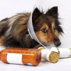 Immagine 2 azienda MONICA DR. DIMITRI - AMBULATORIO VETERINARIO Veterinario in Parma Pr