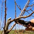 Immagine 4 azienda MOSAICO GIARDINI DI BRESOLIN ANDREA Servizi professionali in Pederobba TV