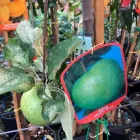 Immagine 1 azienda MY GARDEN Vivaio in Fiumicino RM