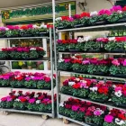 Immagine 2 azienda MY GARDEN Vivaio in Fiumicino RM