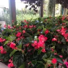 Immagine 3 azienda MY GARDEN Vivaio in Fiumicino RM