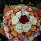 Immagine 4 azienda MY GARDEN Vivaio in Fiumicino RM