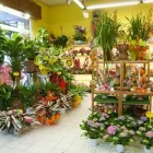 Immagine 5 azienda MY GARDEN Vivaio in Fiumicino RM