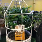 Immagine 6 azienda MY GARDEN Vivaio in Fiumicino RM