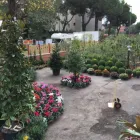 Immagine 7 azienda MY GARDEN Vivaio in Fiumicino RM