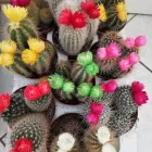 Immagine 4 azienda NADIA FIORI Shopping e acquisti in Montichiari BS