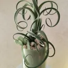 Immagine 5 azienda NADIA FIORI Shopping e acquisti in Montichiari BS