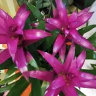 Immagine 8 azienda NADIA FIORI Shopping e acquisti in Montichiari BS