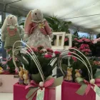 Immagine 4 azienda NATALE FLORINDO VIVAI Vivaio in Fossacesia CH