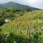 Immagine 1 azienda NOCERINO VINI Industrie e agricoltura in Somma Vesuviana NA