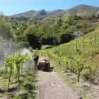 Immagine 3 azienda NOCERINO VINI Industrie e agricoltura in Somma Vesuviana NA