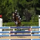 Immagine 1 azienda NUOVO CIRCOLO IPPICO SCALIGERO - MANEGGIO - SCUOLA DI EQUITAZIONE Industrie e agricoltura in Verona