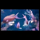 Immagine 5 azienda O.D. ZOO Servizi professionali in Varese