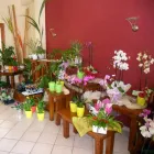 Immagine 3 azienda OASI VERDE FIORI E PIANTE Shopping e acquisti in Santa Venerina CT