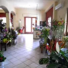 Immagine 4 azienda OASI VERDE FIORI E PIANTE Shopping e acquisti in Santa Venerina CT