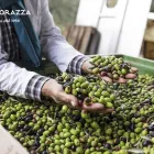 Immagine 2 azienda OLEIFICIO CORAZZA SAS Gastronomia in Rivazzurra RN