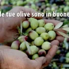 Immagine 2 azienda OLEIFICIO SCAPELLATO DI SERGIO SCAPELLATO Gastronomia in Rosolini SR