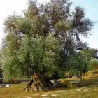 Immagine 7 azienda OLEIFICIO SETTECOLLI Gastronomia in Filottrano AN