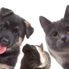 Immagine 1 azienda OLIVIERI DR.SSA ROBERTA VETERINARIA Veterinario in Cattolica RN