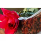 Immagine 2 azienda ONORANZE FUNEBRI CIPRIANI DI CIPRIANI PAOLO Servizi professionali in Ceccano FR