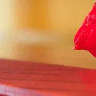 Immagine 2 azienda ONORANZE FUNEBRI FENOGLIO & FIGLI Servizi professionali in Barca