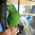 Immagine 4 azienda ORNIZOO Shopping e acquisti in Cantù