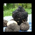 Immagine 4 azienda ORTOPAOLO Shopping e acquisti in Torino