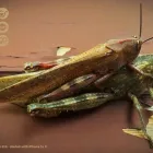 Immagine 9 azienda OTTICA SEVERI DAL 1924 Strumenti e attrezzature scientifiche in Rimini