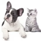 Immagine 1 azienda PAPPADRIN Toelettatura di animali domestici in Altavilla Vicentina VI