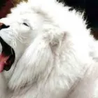 Immagine 5 azienda PARIFLEX Shopping e acquisti in Roma