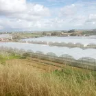 Immagine 1 azienda PASSIFLORA Industrie e agricoltura in Ispica