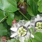 Immagine 2 azienda PASSIFLORA Industrie e agricoltura in Ispica