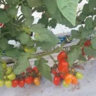 Immagine 3 azienda PASSIFLORA Industrie e agricoltura in Ispica