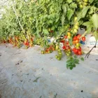 Immagine 4 azienda PASSIFLORA Industrie e agricoltura in Ispica