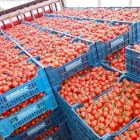 Immagine 5 azienda PASSIFLORA Industrie e agricoltura in Ispica