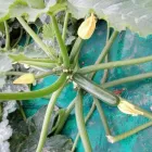 Immagine 6 azienda PASSIFLORA Industrie e agricoltura in Ispica