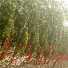 Immagine 7 azienda PASSIFLORA Industrie e agricoltura in Ispica