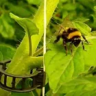 Immagine 8 azienda PASSIFLORA Industrie e agricoltura in Ispica