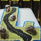 Immagine 3 azienda PASTICCERIA TERRANOVA FRANCESCO - PASTICCERIA E GELATERIA ARTIGIANALE Shopping e acquisti in Messina