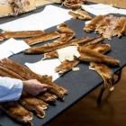 Immagine 3 azienda PELLICCERIA BIASION PELZE SAS Shopping e acquisti in Bolzano