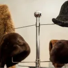 Immagine 5 azienda PELLICCERIA BIASION PELZE SAS Shopping e acquisti in Bolzano