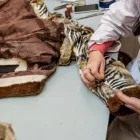 Immagine 8 azienda PELLICCERIA BIASION PELZE SAS Shopping e acquisti in Bolzano