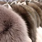Immagine 2 azienda PELLICCERIA GRAN FUR Pellicceria in Arcisate VA