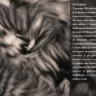 Immagine 8 azienda PELLICCERIA MARTURANO SRL Shopping e acquisti in Taranto