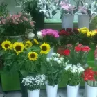 Immagine 2 azienda PENSIERI FIORITI Shopping e acquisti in Pescara